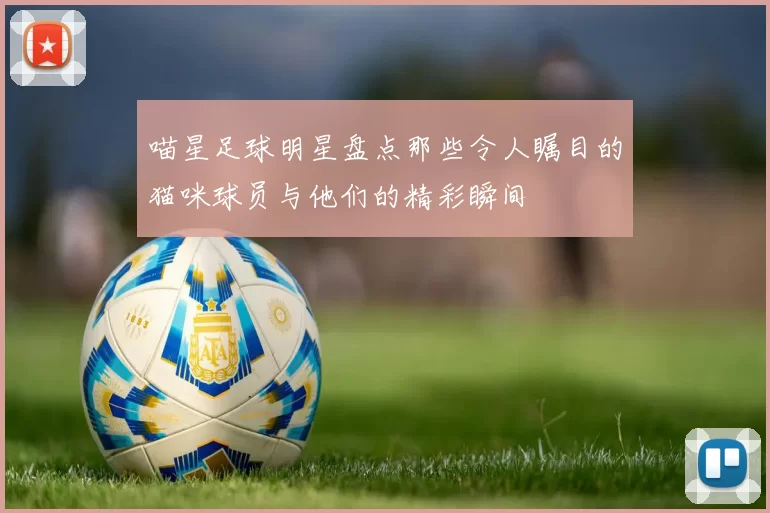 喵星足球明星盘点那些令人瞩目的猫咪球员与他们的精彩瞬间